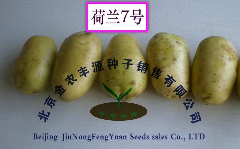 土豆種子農(nóng)科院的高產(chǎn)脫毒土豆種子一級(jí)土豆種子中心