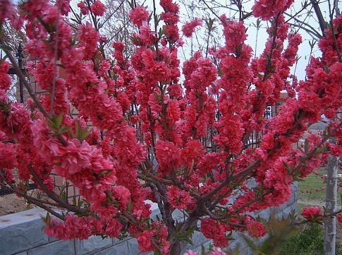 供應(yīng)【紅葉碧桃/紅葉碧桃價(jià)格/山東紅葉碧桃/山東泰安紅葉碧桃基地】