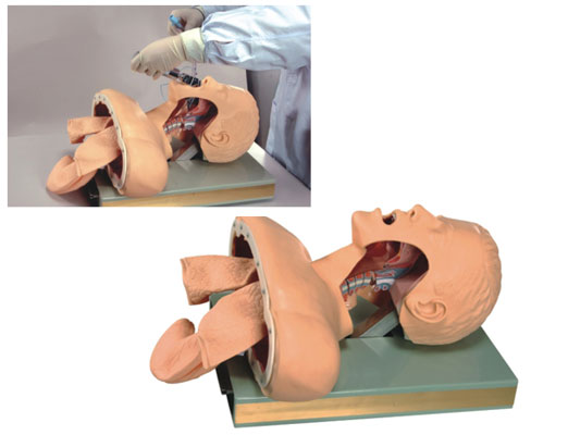 高級氣管插管訓練模型，帶報警氣管插管模型，氣管插管訓練模型
