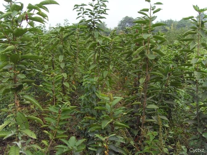 紅富士蘋果小苗/ /紅富士蘋果小苗價格【山東紅富士蘋果小苗價格】