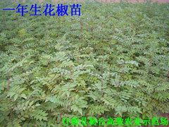 石家莊供花椒苗花椒樹苗100萬