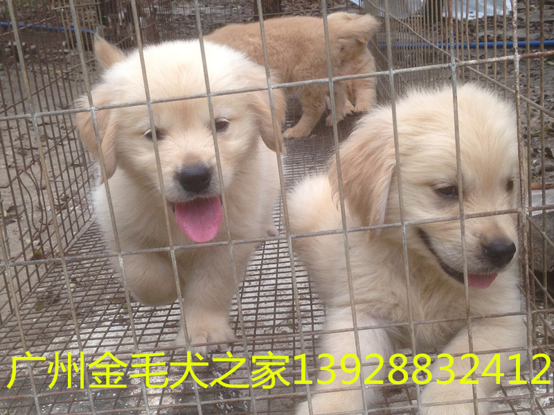 清遠市狗場，清遠市寵物狗買賣，廣州金毛犬之家（狗場）