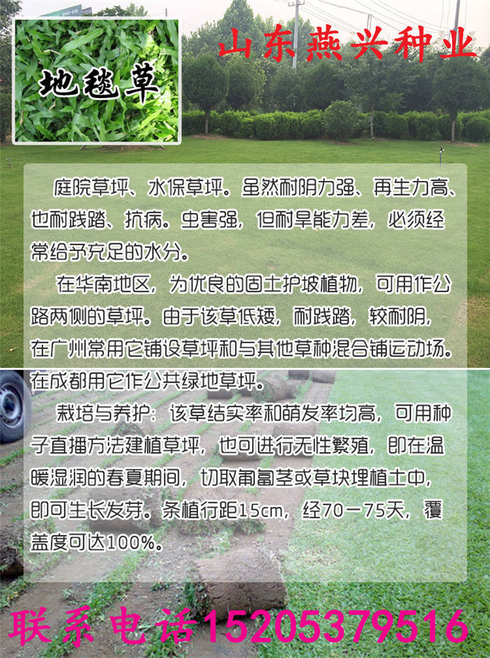 北京省順義區(qū)護(hù)坡草怎么種植