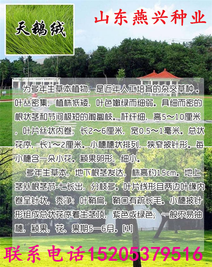 云南省怒江州護(hù)坡草種子什么季節(jié)種