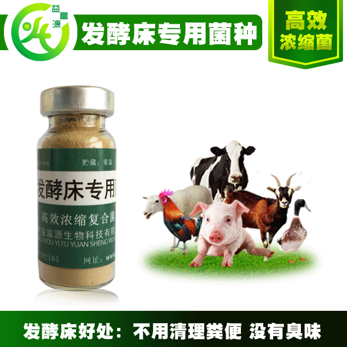 潲水發(fā)酵飼料喂豬變廢為寶