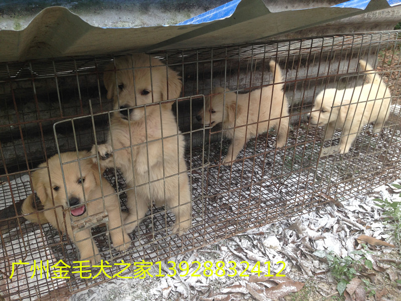 清遠市正規(guī)狗場在哪里，好的狗場有哪家，清遠市廣州金毛犬之家