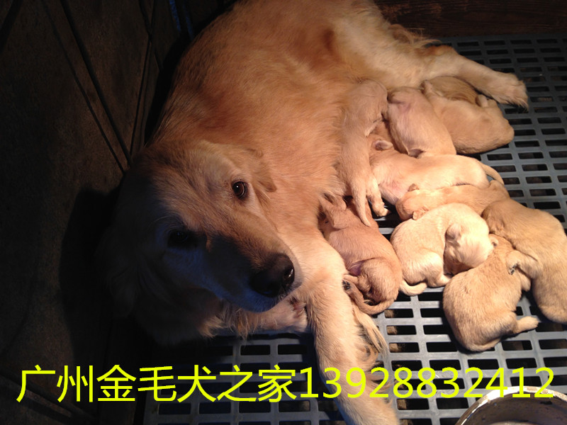 清遠市買狗哪家好，哪家有保障，廣州金毛犬之家（狗場）