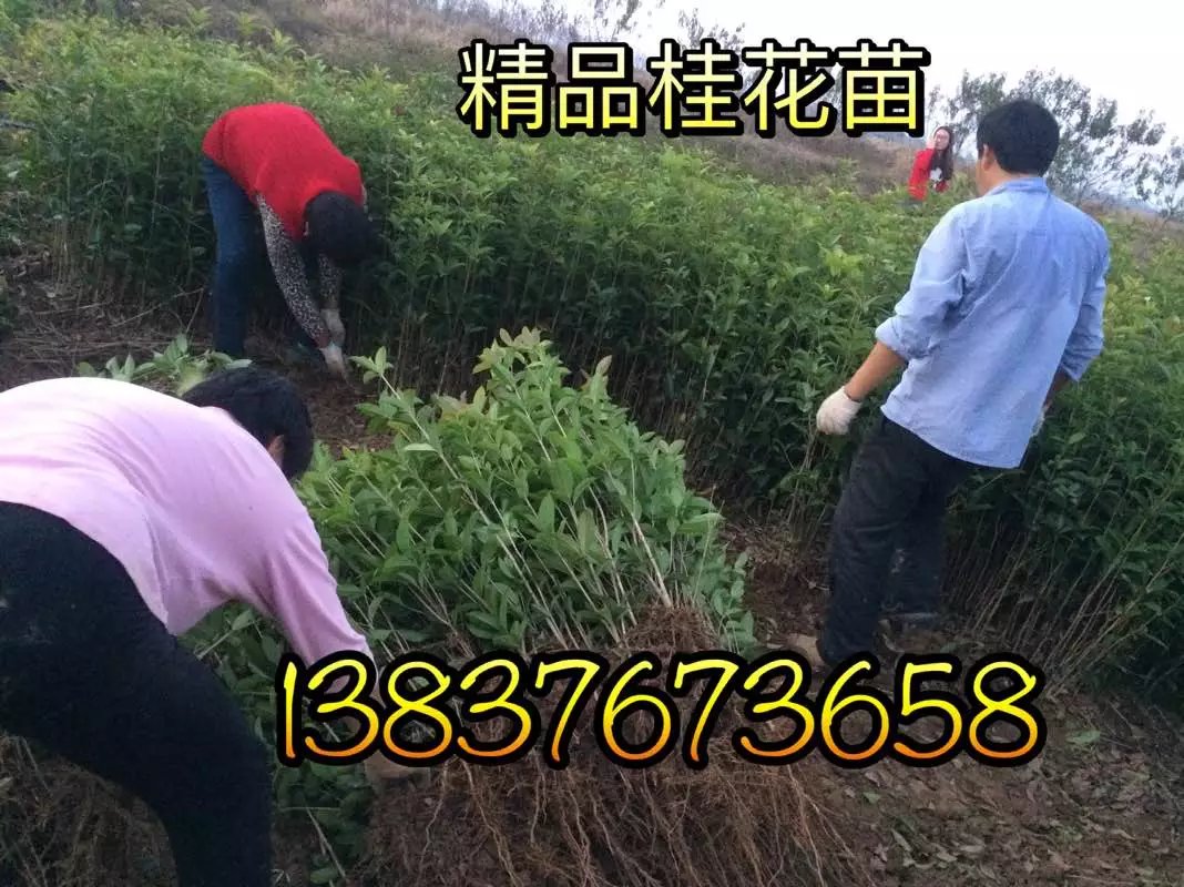 1米高桂花苗批發(fā)價格   河南5公分桂花價格   8公分桂花市場價