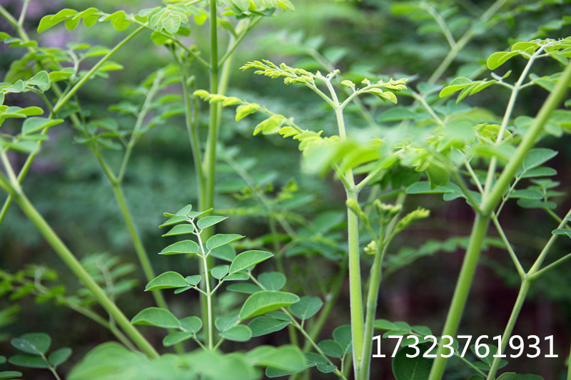 辣木面 辣木魔芋面 辣木山藥面 重慶辣木基地