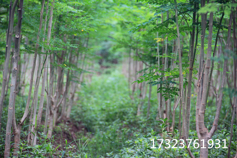 重慶辣木葉生產(chǎn)基地 展禾辣木葉種植基地