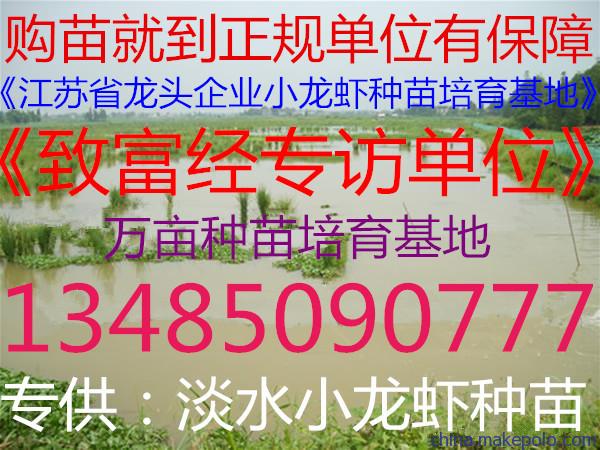 人工培育大種龍蝦苗直銷包成活包回收免費提供養(yǎng)殖技術(shù)