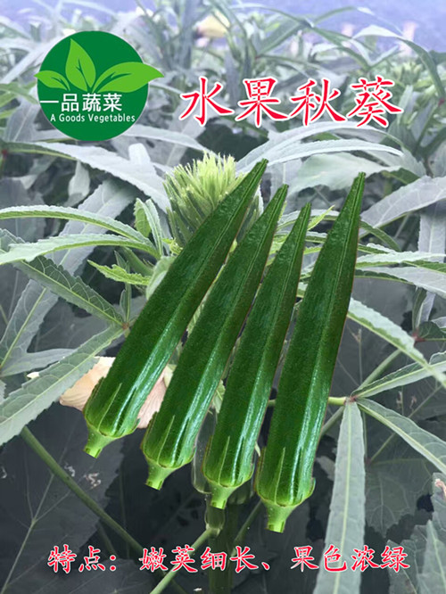 水果秋葵青秀細(xì)長型不超粗