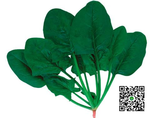 日本菠菜種子珍綠系列