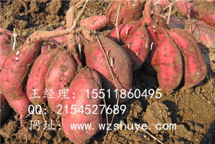 貴陽(yáng)北京553 貴陽(yáng)紅薯行情紅薯品種批發(fā)