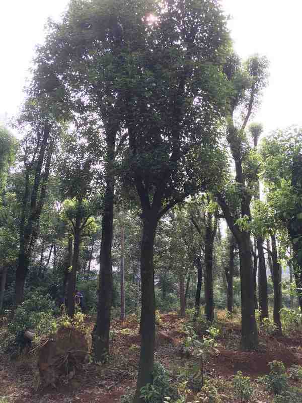 胸徑20公分骨架移植香樟供應(yīng)1000棵