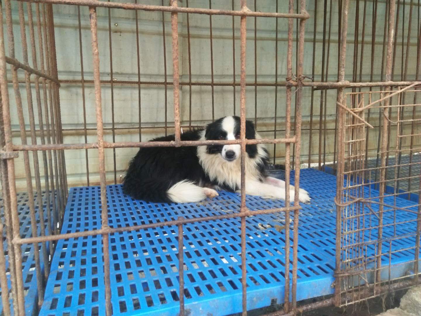 廣州白云區(qū)哪里可以買到純種邊牧幼犬，廣州金毛犬之家