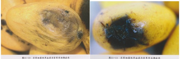 攀枝花芒果細(xì)菌性角斑病防治要點