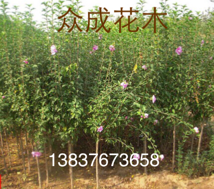 河南3公分木槿   3公分大葉女貞價格  農(nóng)戶1公分桂花苗批發(fā)