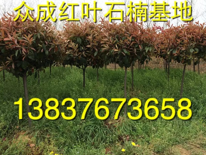 河南2公分紅葉石楠   2公分剛竹價(jià)格   農(nóng)戶直銷1公分桂花苗