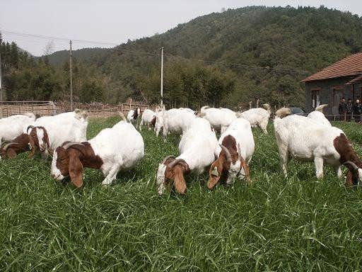 肉羊催肥飼料添加劑：快速長(zhǎng)肉選擇優(yōu)農(nóng)康