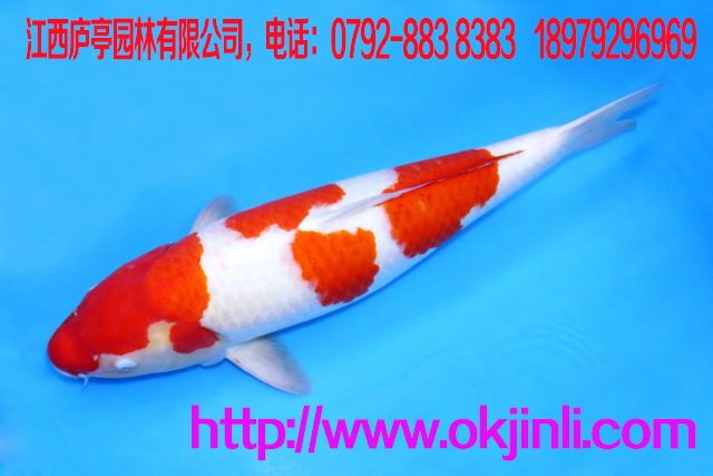 2018新品紅白錦鯉魚上線 精品紅白錦鯉觀賞魚 南陽大印觀賞魚批發(fā)