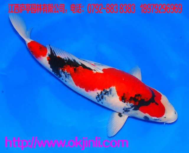 錦鯉養(yǎng)殖場批發(fā)供應(yīng)觀賞魚日本錦鯉魚苗 - 品種有紅白，大正