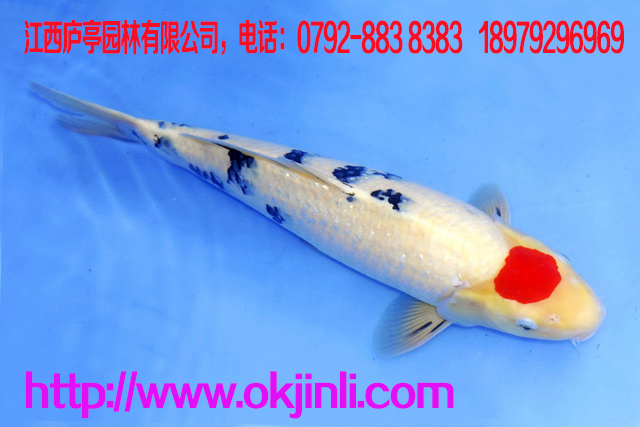 養(yǎng)殖金魚有“三防  防曬：室外養(yǎng)魚，尤其要注意氣溫的變化，在夏天，要搭棚遮陰，以