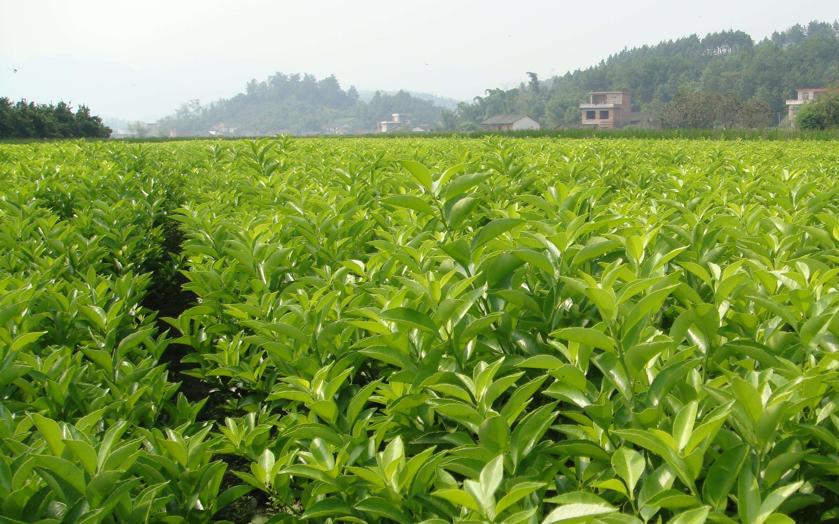 來賓供應脆蜜金桔樹苗｜來賓脆蜜金桔樹苗一般哪里有買｜來賓脆蜜金桔樹苗價格