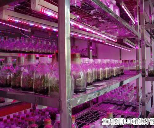 LED植物補光燈-RS485溫濕度變送器探頭-北京西星光電科技有限公司