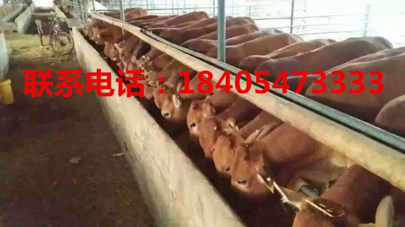 太原急售小肉牛犢小黃牛苗西門塔爾肉牛犢