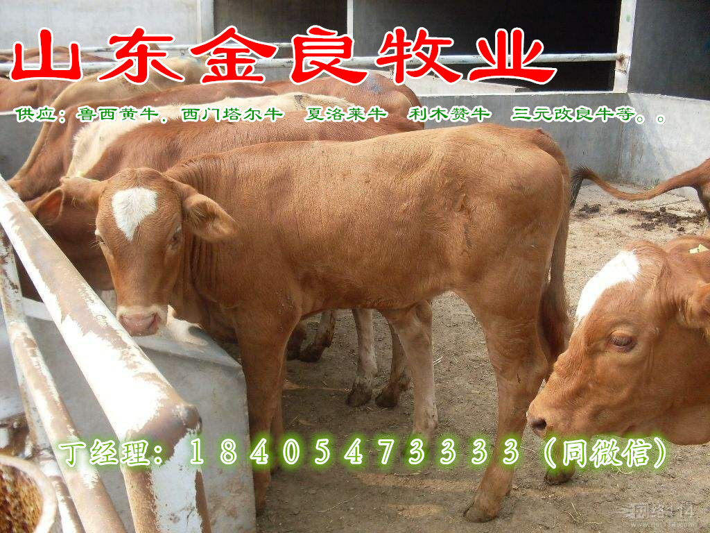 牛犢養(yǎng)殖場肉牛價格 西門塔爾肉牛犢價格 小牛犢價格