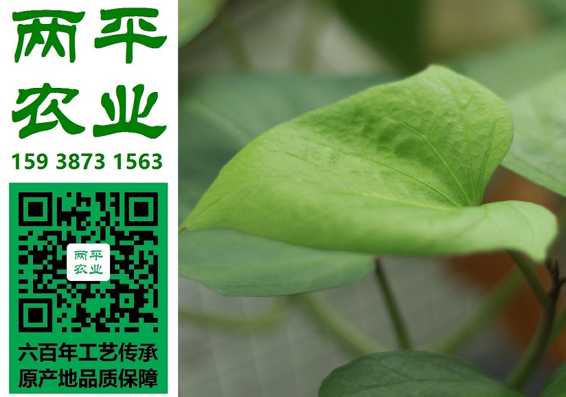 潛江粉條批發(fā)|粉條做法大全|純紅薯粉條廠家批發(fā)