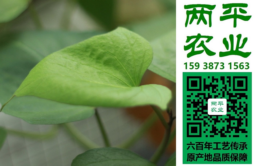 蕪湖正宗紅薯粉條批發(fā)市場(chǎng)|純紅薯粉條名優(yōu)推薦|紅薯粉條供貨商