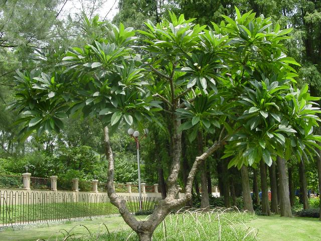 福建雞蛋花優(yōu)良品種雞蛋花價格合理雞蛋花