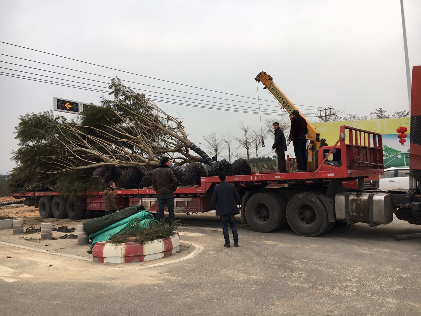 供貨及時藍(lán)花楹基地價格實惠