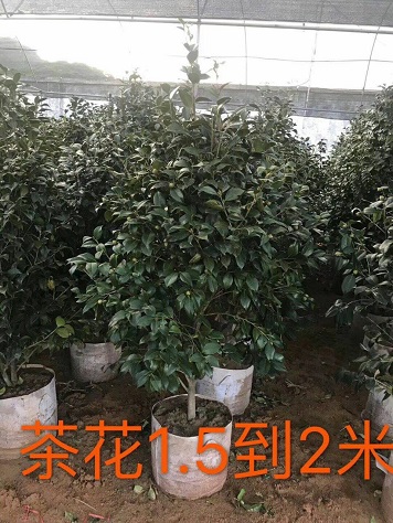 茶花價(jià)格合理茶花規(guī)格齊全價(jià)格優(yōu)惠