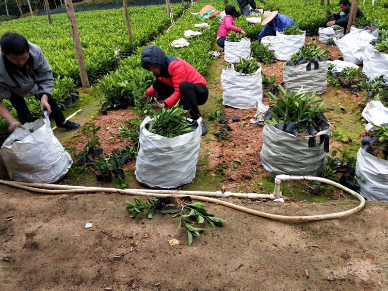 大型非洲茉莉基地出售優(yōu)質(zhì)非洲茉莉