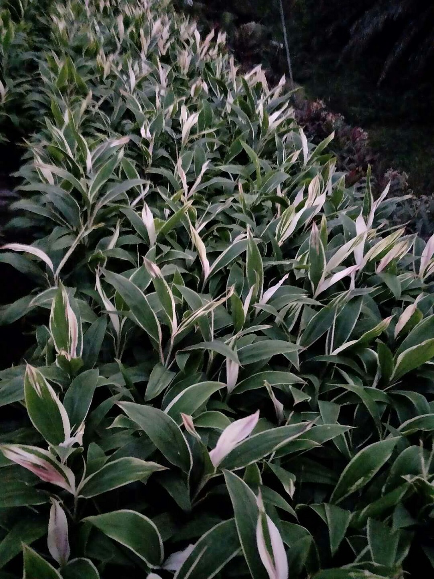 福建漳州基地有大量自產(chǎn)自銷的夢幻朱焦在出售