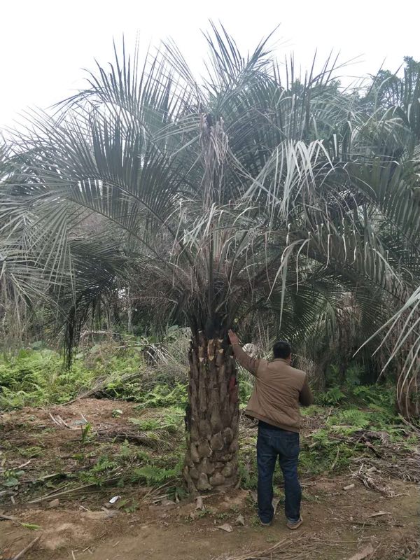 布迪椰子大約多少錢(qián)一棵哪里有賣