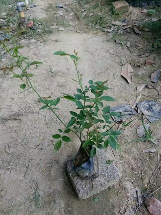 多色月季哪家質(zhì)量好價格低