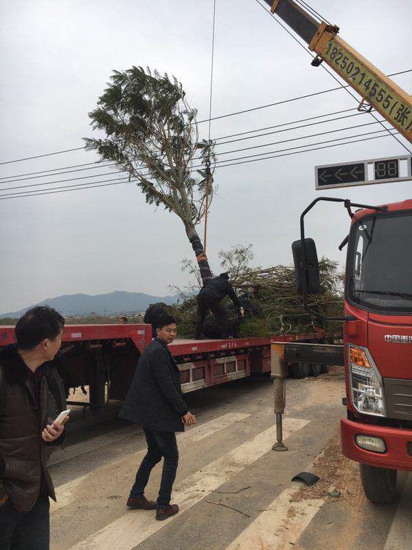 歡迎您實(shí)地參考批發(fā)零售的藍(lán)花楹