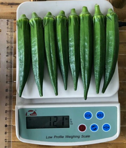 益農(nóng)歐凱兒秋葵種子早熟