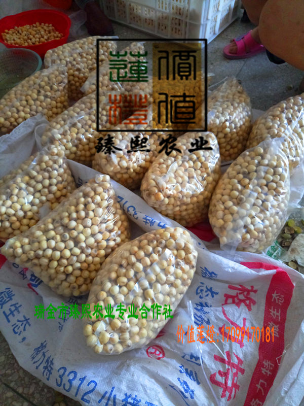 新鮮紅蓮子 精品挑選 臻熙農(nóng)業(yè)合作社直供