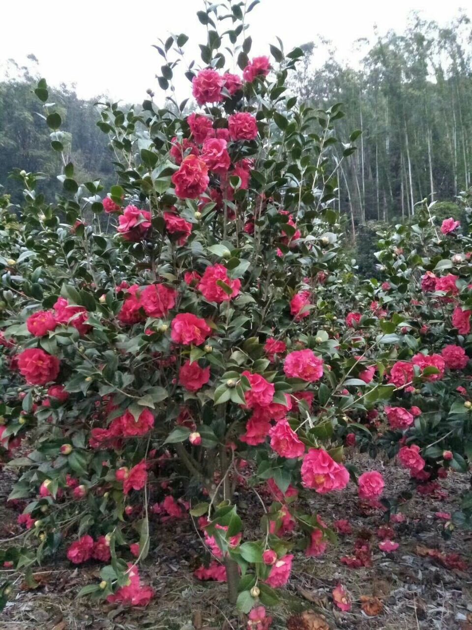 漳州茶花地苗規(guī)格齊全，品種好，價格低