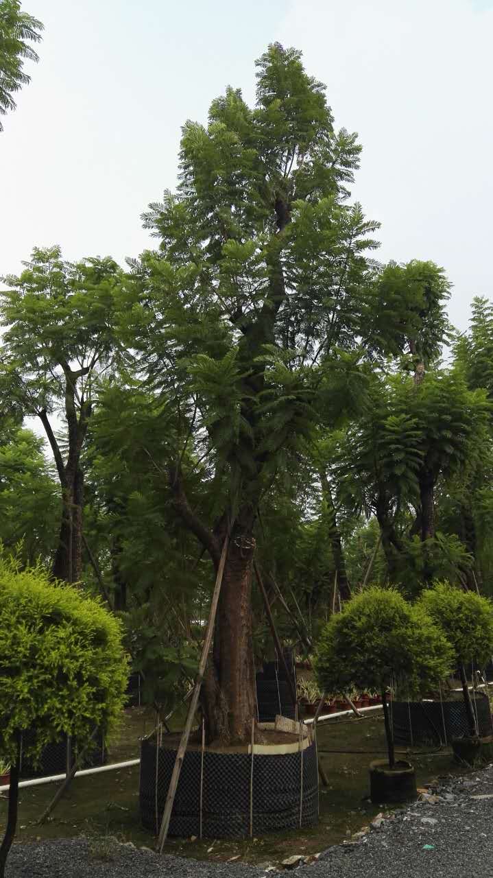 福建藍(lán)花楹什么價(jià)格，哪里有賣優(yōu)質(zhì)藍(lán)花楹