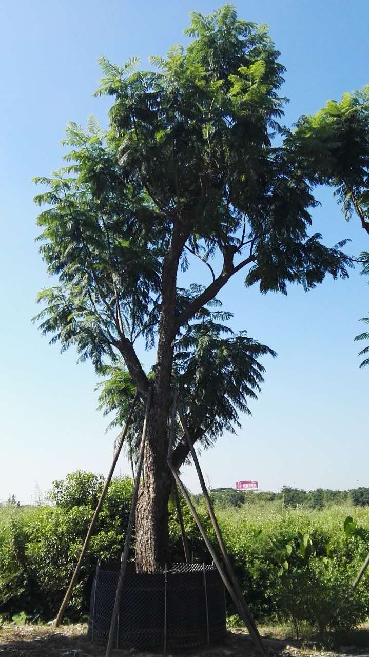 規(guī)格齊全藍(lán)花楹哪里有，價(jià)格實(shí)惠，品種齊全