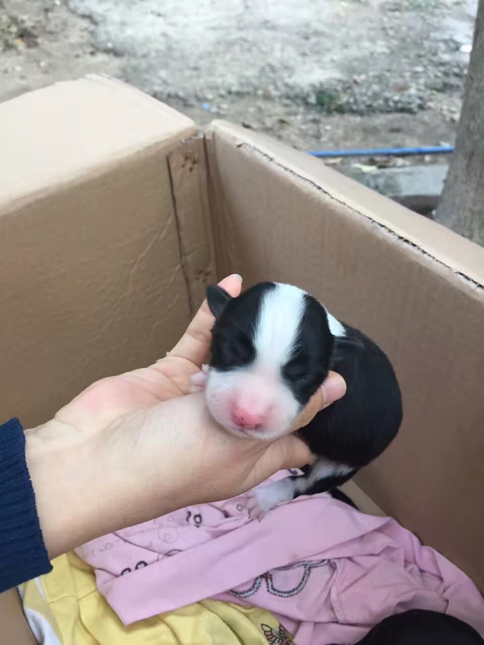 花都哪里買到健康的邊境牧羊犬，廣州金毛犬之家