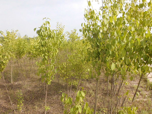 彩葉絲棉木特征,彩葉絲棉木價格,紅楓種苗