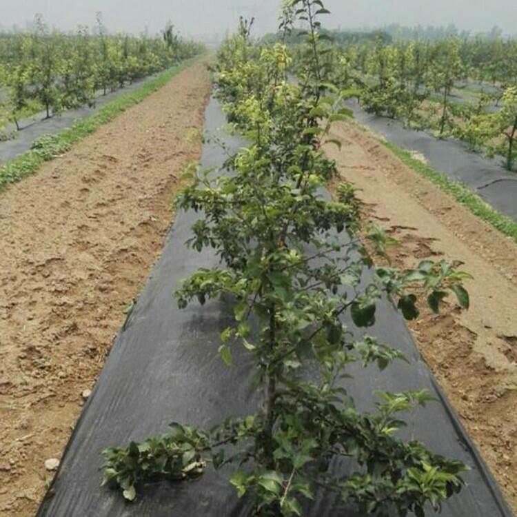 西安大棚種植防草布 編織布防草布的應用