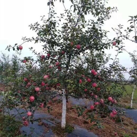 遼陽(yáng)遮草布,除草布廠家